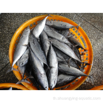ปลาทูน่าแช่แข็ง albacore bonito wr ขนาด 300-500